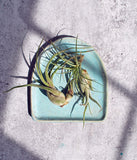 Aqua Arch Tray