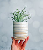 Cream Planter with Saucer - Small