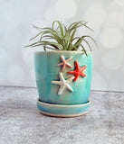 Aqua Starfish Planter