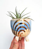 Ceramic planter, with white and blue striped glazes, and gold rainbow design. Planter is filled with air plants. 